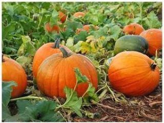 Calabazas cultivadas orgánicamente