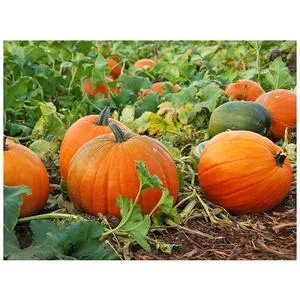 Calabazas cultivadas orgánicamente