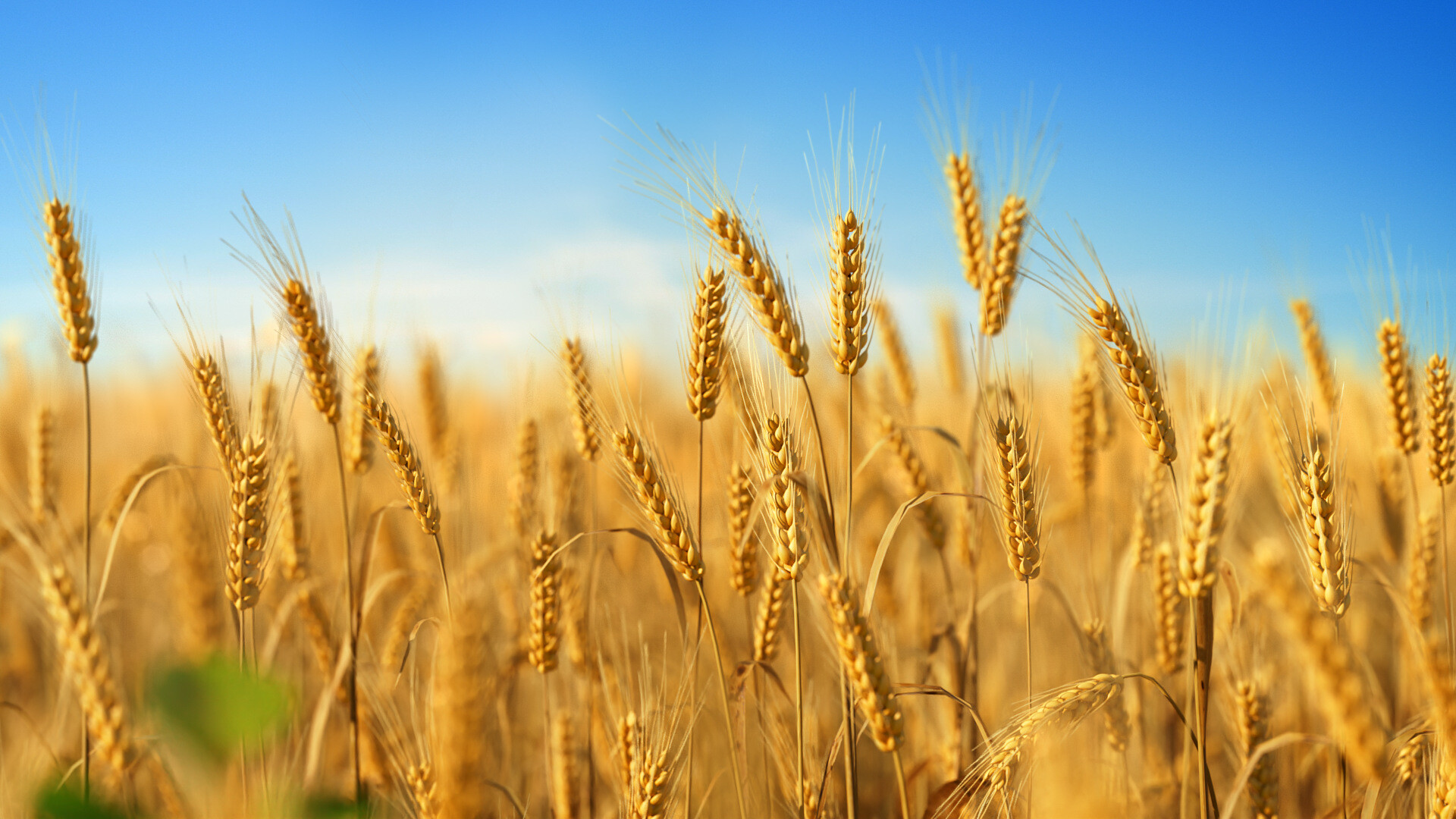ENTREGA 2023-2028 - ESTE ES EL PRECIO DE PRODUCCIÓN - SE PUEDE TENER FIJO POR 5 A 15 AÑOS - PRECIO 1 MT CIF - TRIGO EN GRANO - 222 USD - HARINA DE TRIGO - 326