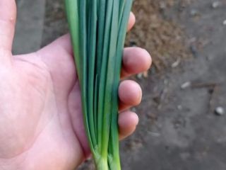 Vendo cebollín (dedo) por kilo