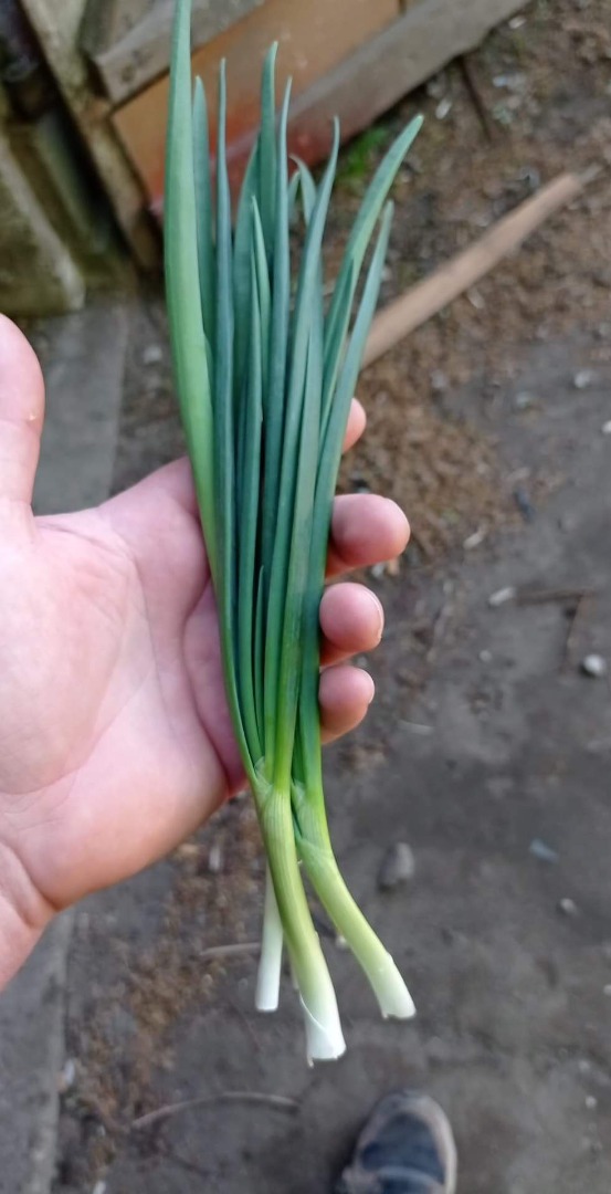 Vendo cebollín (dedo) por kilo