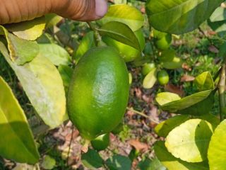 Semilla menos limón fresco de Bangladesh 10 a 15
