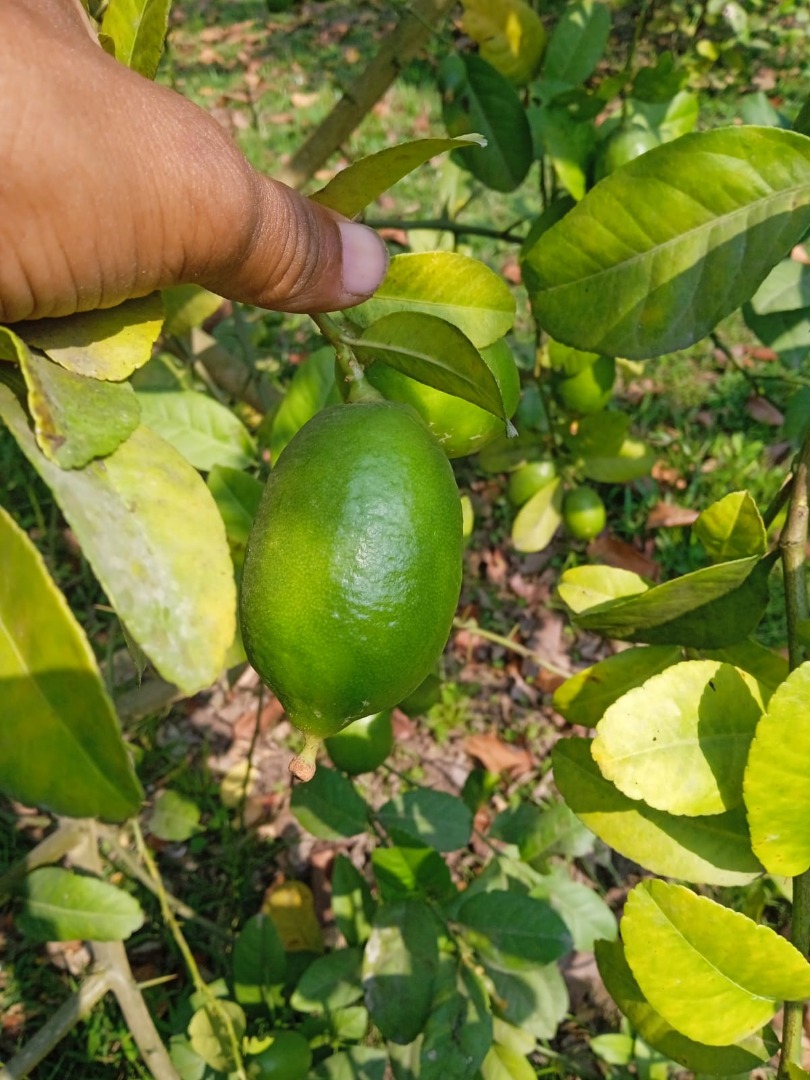 Semilla menos limón fresco de Bangladesh 10 a 15 piezas en 1 kg