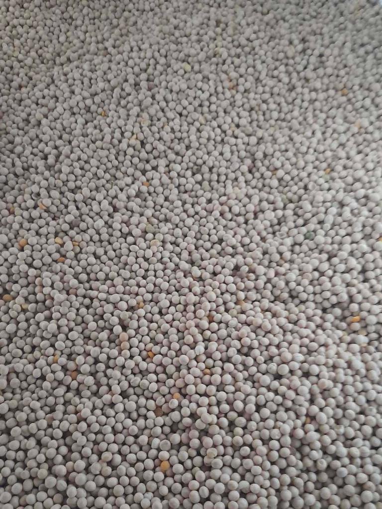 Nuestra empresa está lista para ofrecer suministros de semillas de guisantes para forraje y fines técnicos