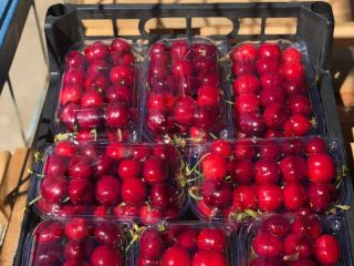 Vendo cereza calibre 26+ variedad burlat