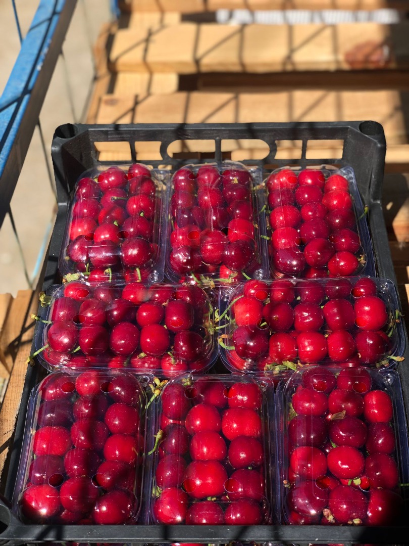 Vendo cereza calibre 26+ variedad burlat