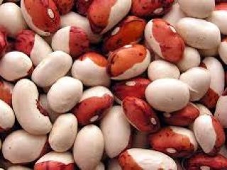 Frijoles para procesamiento. Voy a comprar frijol de todo