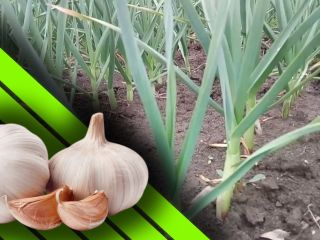 Furculesti Organic Farm ofrece ajo cultivado en un sistema