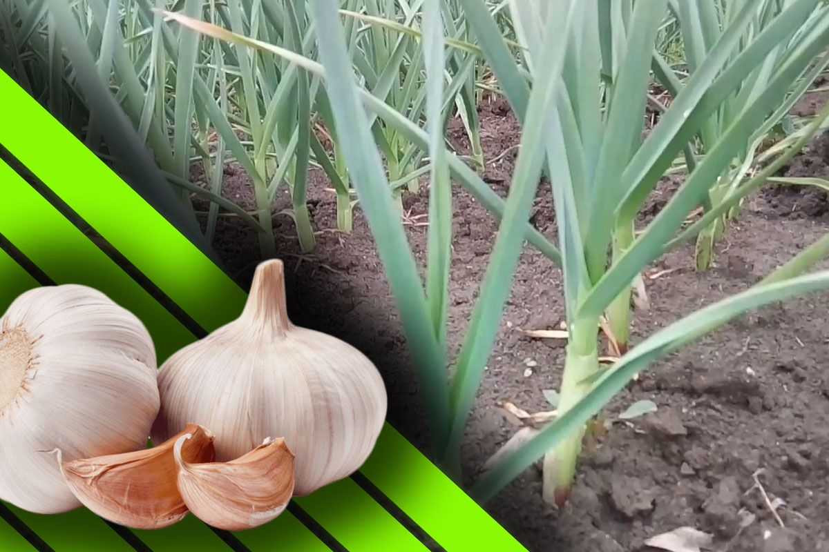 Furculesti Organic Farm ofrece ajo cultivado en un sistema ecológico y certificado