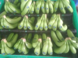 Estoy vendiendo bananas Cavendish premium premium ecuatorianas en el