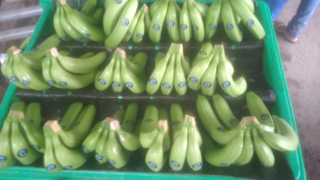 Estoy vendiendo bananas Cavendish premium premium ecuatorianas en el acto...
