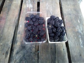 Venda el postre y el método de preparación de