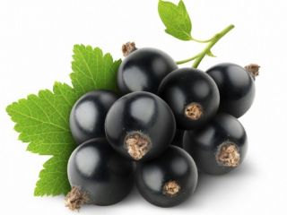 Buenos días, venderé una chokeberry grande y bonita de