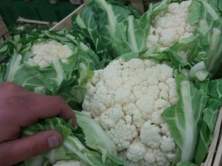 Venderé las últimas 2,500 piezas de coliflor. Precio atractivo