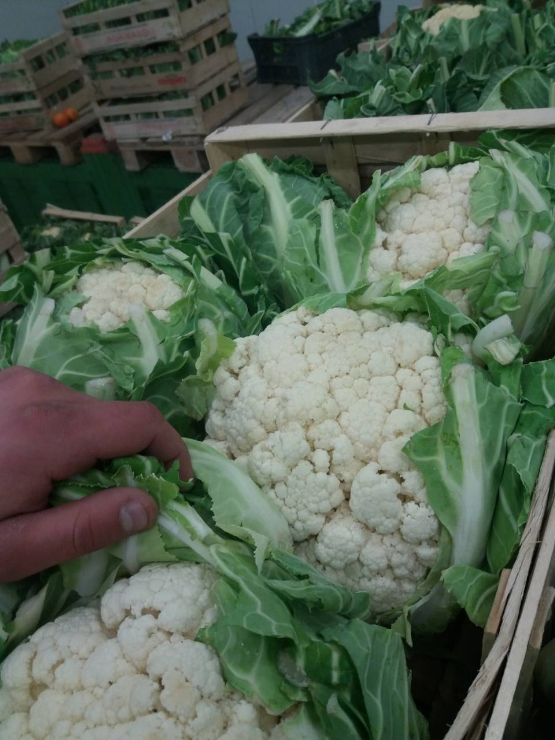 Venderé las últimas 2,500 piezas de coliflor