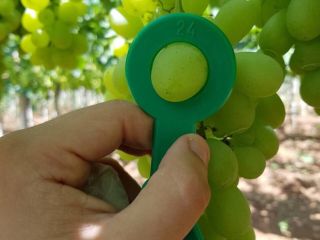 Venderé uvas, país de origen Grecia, caja de embalaje