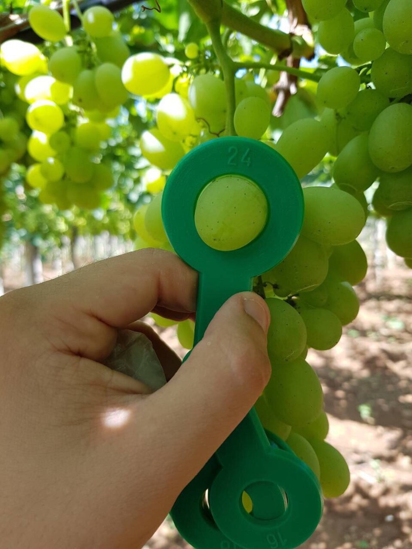 Venderé uvas, país de origen Grecia, caja de embalaje 7 kg
