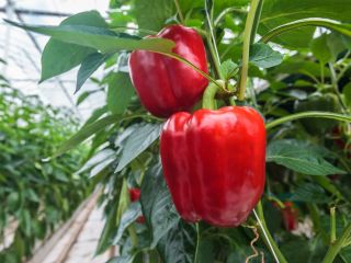 Venderé pimientos, paquetes de 5kg, Kingh Arthur rojo y