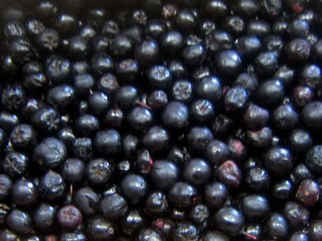 Venderé frutas de chokeberry de cultivos convencionales y de transición