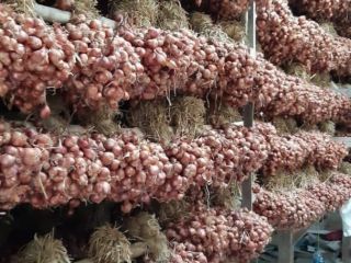 Suministramos cebolla de la mejor calidad, tenemos existencias disponibles