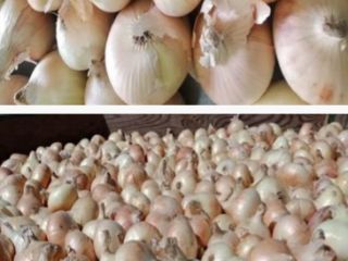 Tenemos cebollas rojas y marrones disponibles en Egipto, listas