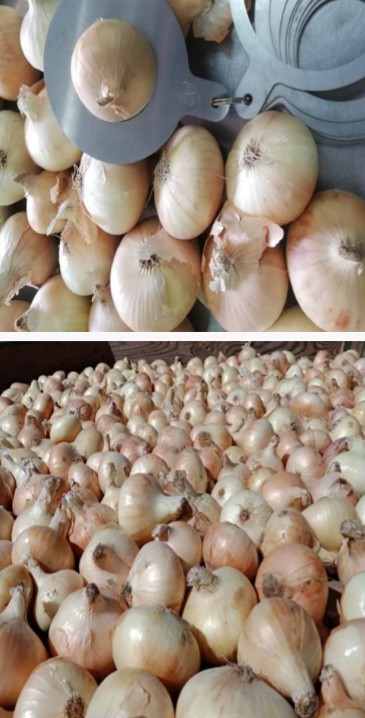 Tenemos cebollas rojas y marrones disponibles en Egipto, listas para enviar a cualquier país..precio por tonelada USD 440 / tonelada precio CIF..cebolla de muy