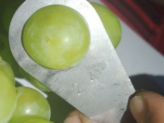 Tenemos uvas verdes y rojas muy bonitas y frescas