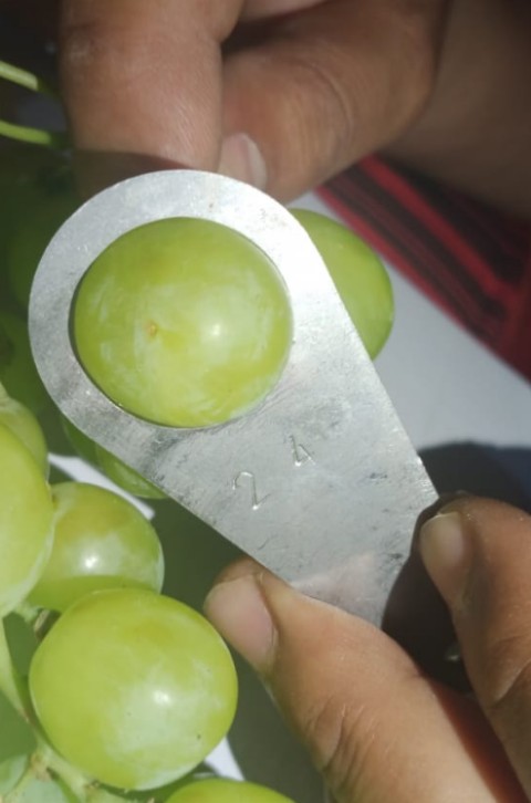 Tenemos uvas verdes y rojas muy bonitas y frescas listas para ser entregadas a cualquier comprador que lo desee