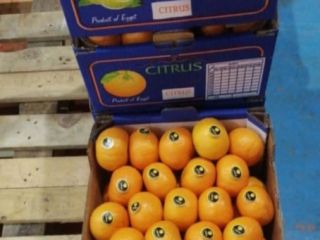Tenemos limón, lima, cítricos en stock, carga de contenedor