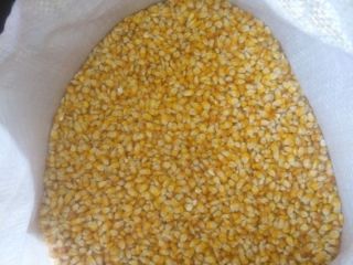 Vendo maíz/grano Maisadour V37 de buena calidad. Cantidad: 2