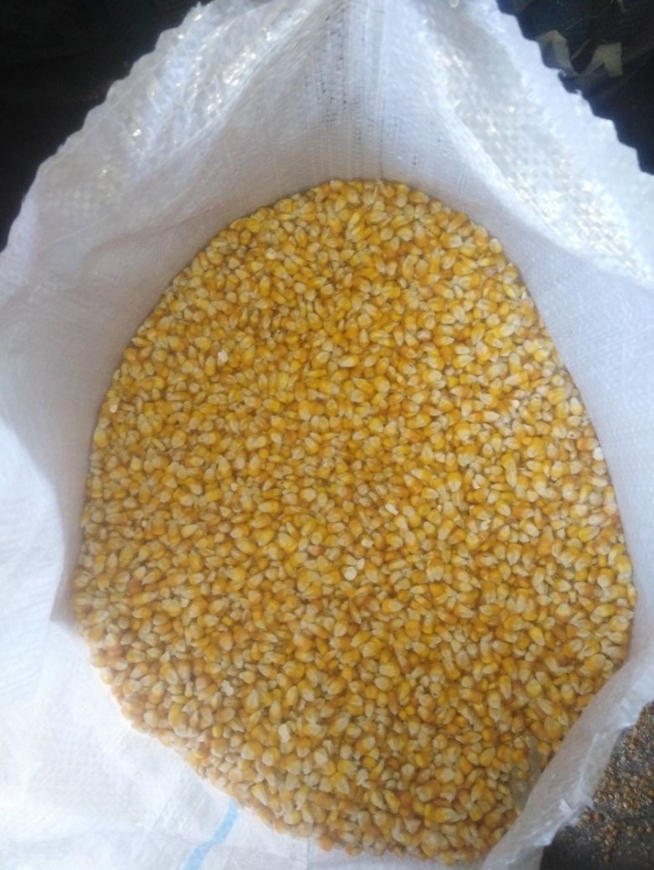Vendo maíz/grano Maisadour V37 de buena calidad