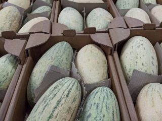 Melones dulces ecológicos de Uzbekistán. Tiempo de exportación: Desde