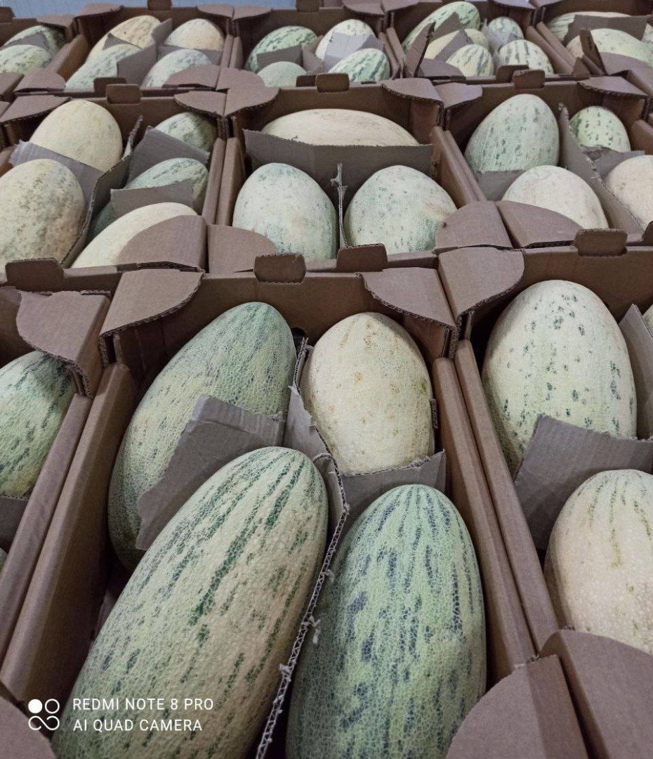 Melones dulces ecológicos de Uzbekistán