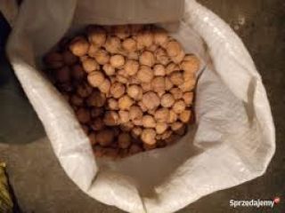 Hola vendo nueces a partir del 2020-2021, mas informacion