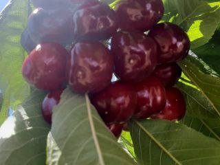 Nuestras cerezas de secano se cultivan en altitudes entre