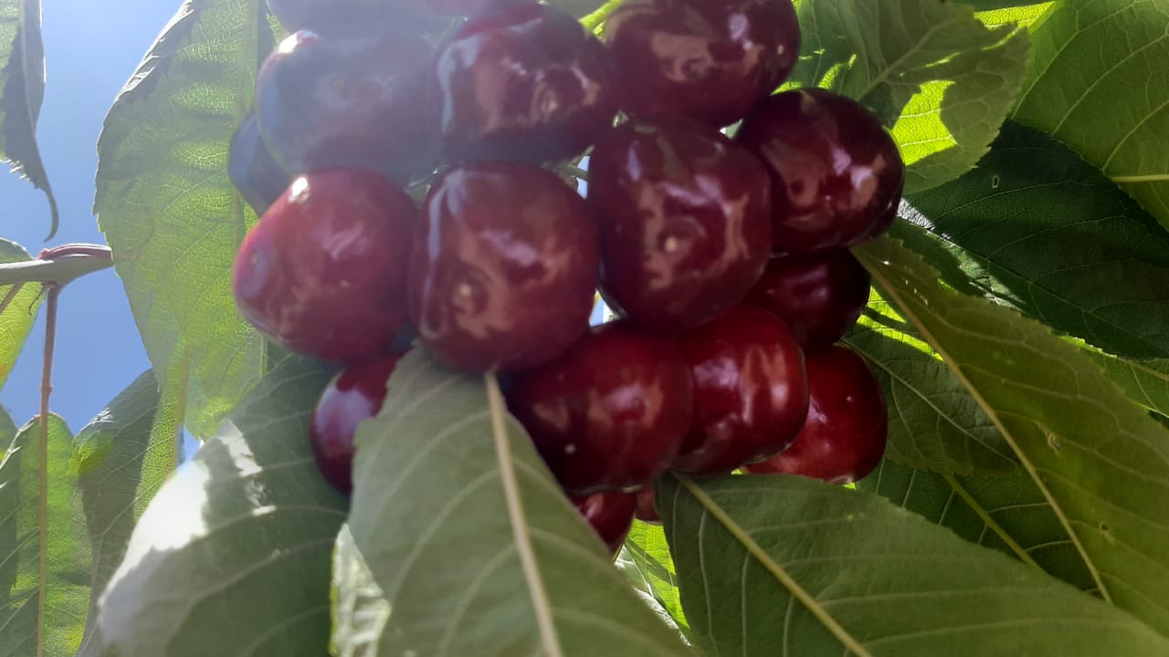 Nuestras cerezas de secano se cultivan en altitudes entre 1400 y 2400 m