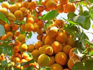 Albaricoques de mejillas rojas de Issyk Kul Además del