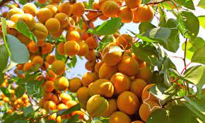 Albaricoques de mejillas rojas de Issyk Kul Además del consumo fresco, los albaricoques se pueden usar para procesar en mermeladas, compotas, mermeladas