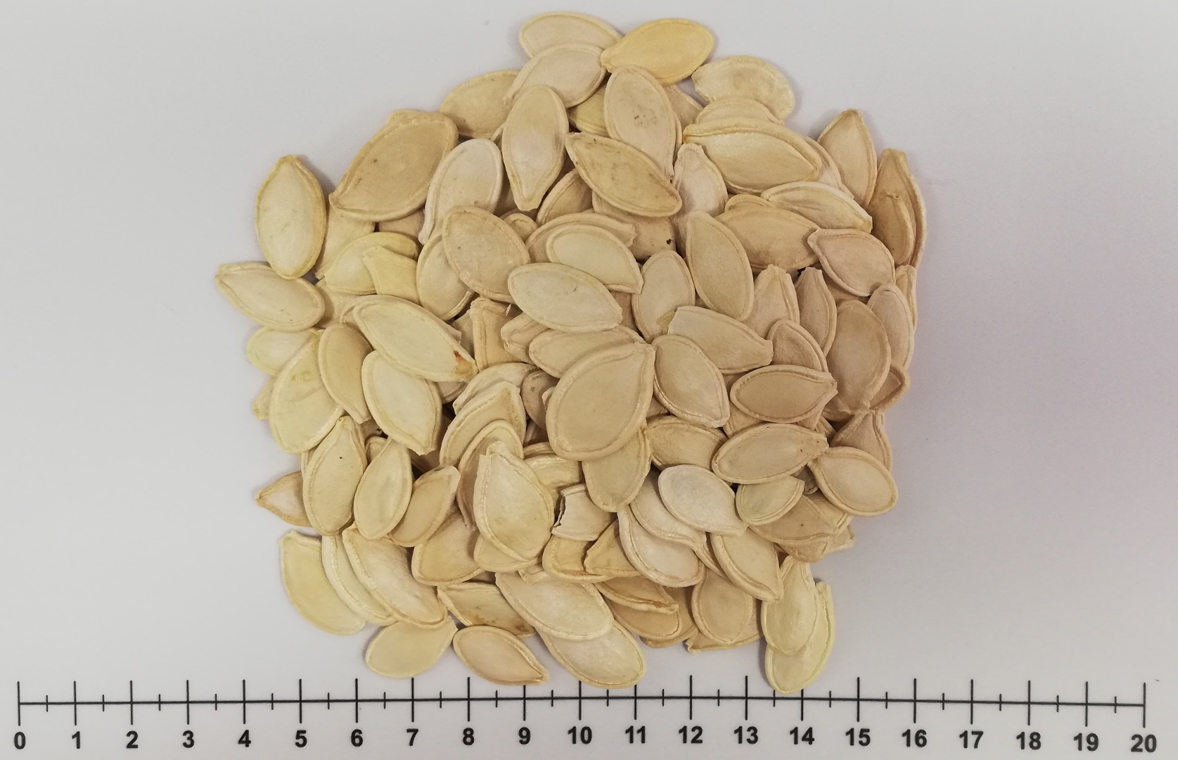 En venta - semillas de calabaza con cáscara Envase: bolsa de 25 kg (pedido mínimo) Origen: UCRANIA / BULGARIA 12,50 PLN / kg - precio neto