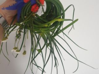 Venta de brotes de ajo de invierno de Harnaś.