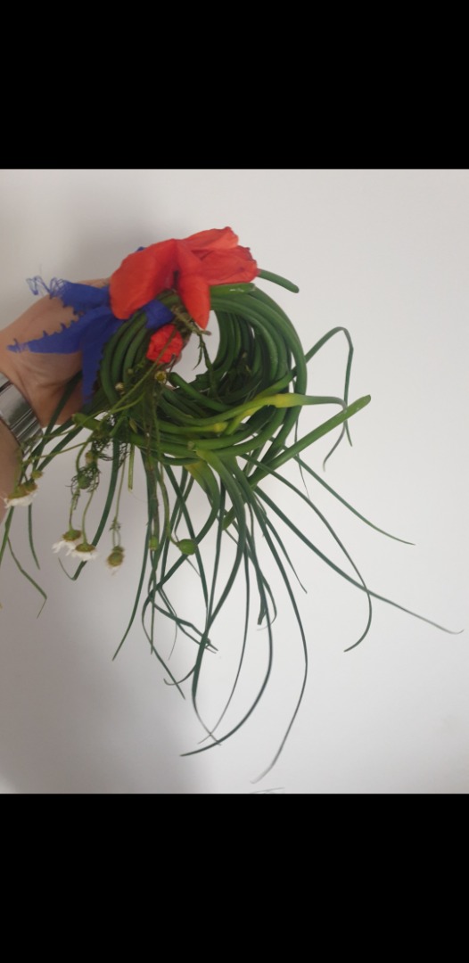 Venta de brotes de ajo de invierno de Harnaś