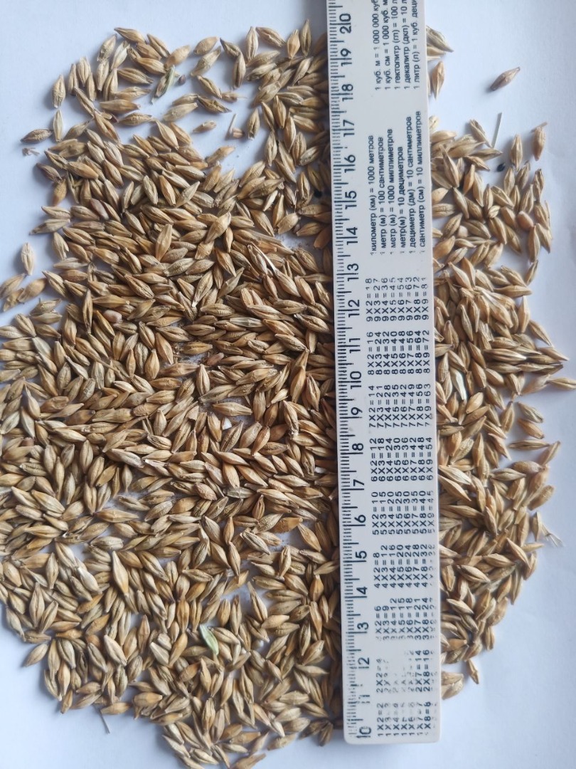 Calidad: humedad 12,5; maleza 2; mezcla de cereales 1; Peso natural 620-640 Entrega a la UE por camión o ferrocarril