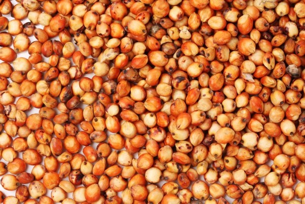 Venta de maiz, colza, sorgo, girasol desde 20 toneladas