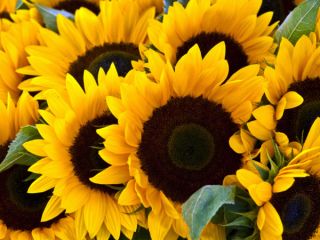Venta de maiz, colza, sorgo, girasol desde 20 toneladas