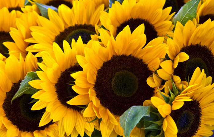 Venta de maiz, colza, sorgo, girasol desde 20 toneladas