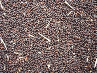 Venderé maíz, colza, sorgo, girasol de 20 toneladas.