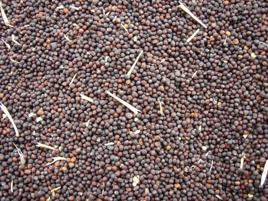 Venderé maíz, colza, sorgo, girasol de 20 toneladas