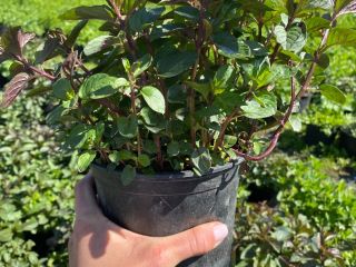 Venderé cantidades al por mayor de menta en macetas,