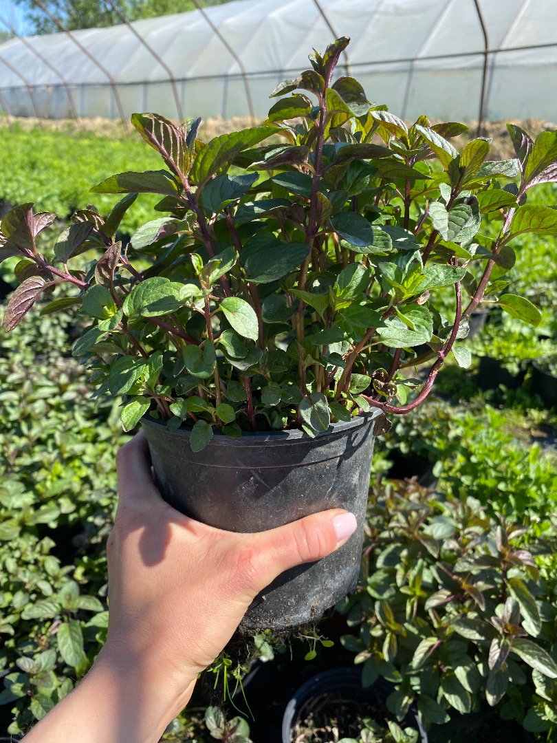 Venderé cantidades al por mayor de menta en macetas, una maceta de menta de 12 cm -5 PLN, una maceta de menta de 15 cm - 8 PLN