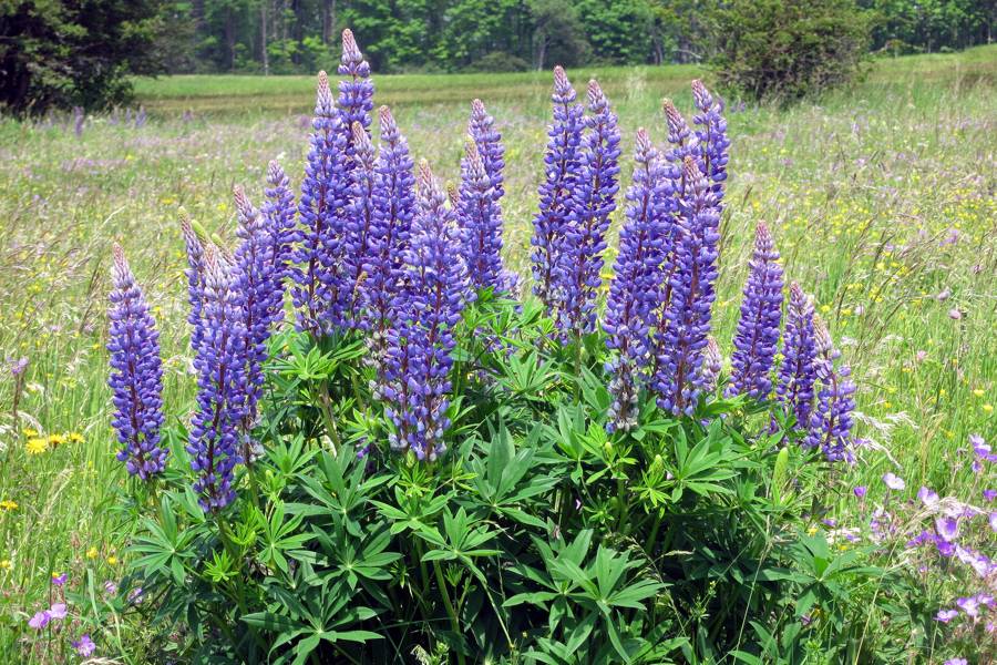 Dulce lupino azul de hoja estrecha